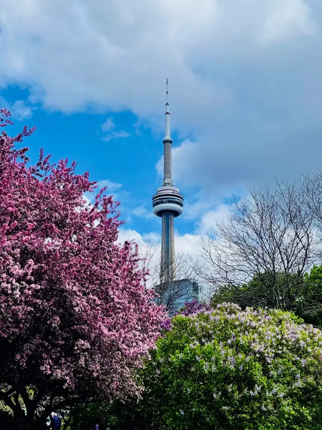 Toronto's CN Tower behind a tree in bright pink blossom and a lilac bush