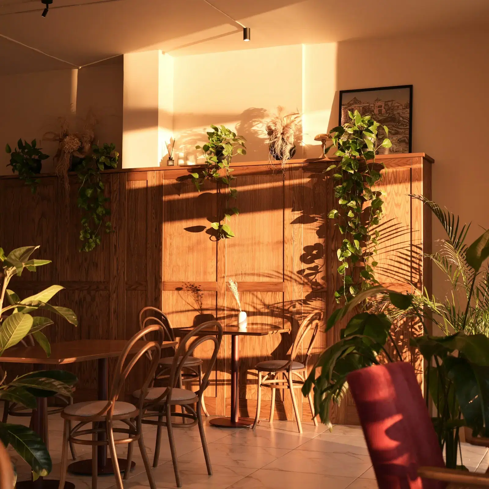 An empty café in late sun, bentwood chairs and small tables against a wooden wall hung with plants